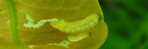 Nacaduba berenice berenice - Final Larvae